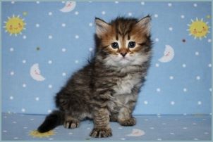 Male Siberian Kitten from Deedlebug Siberians